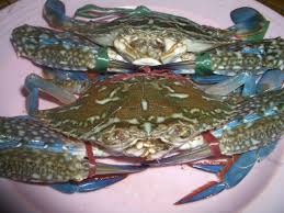 Ghẹ xanh sống Phan Thiết Loại 1 (kg)