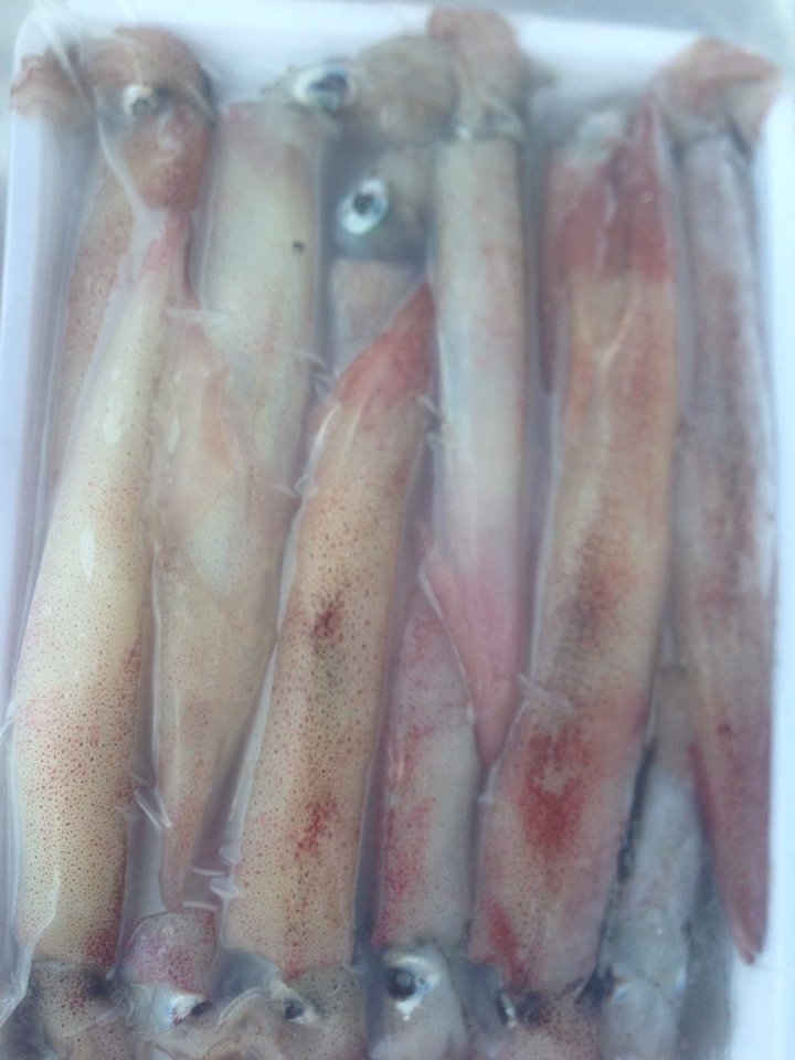 Mực trứng đông lạnh (kg)