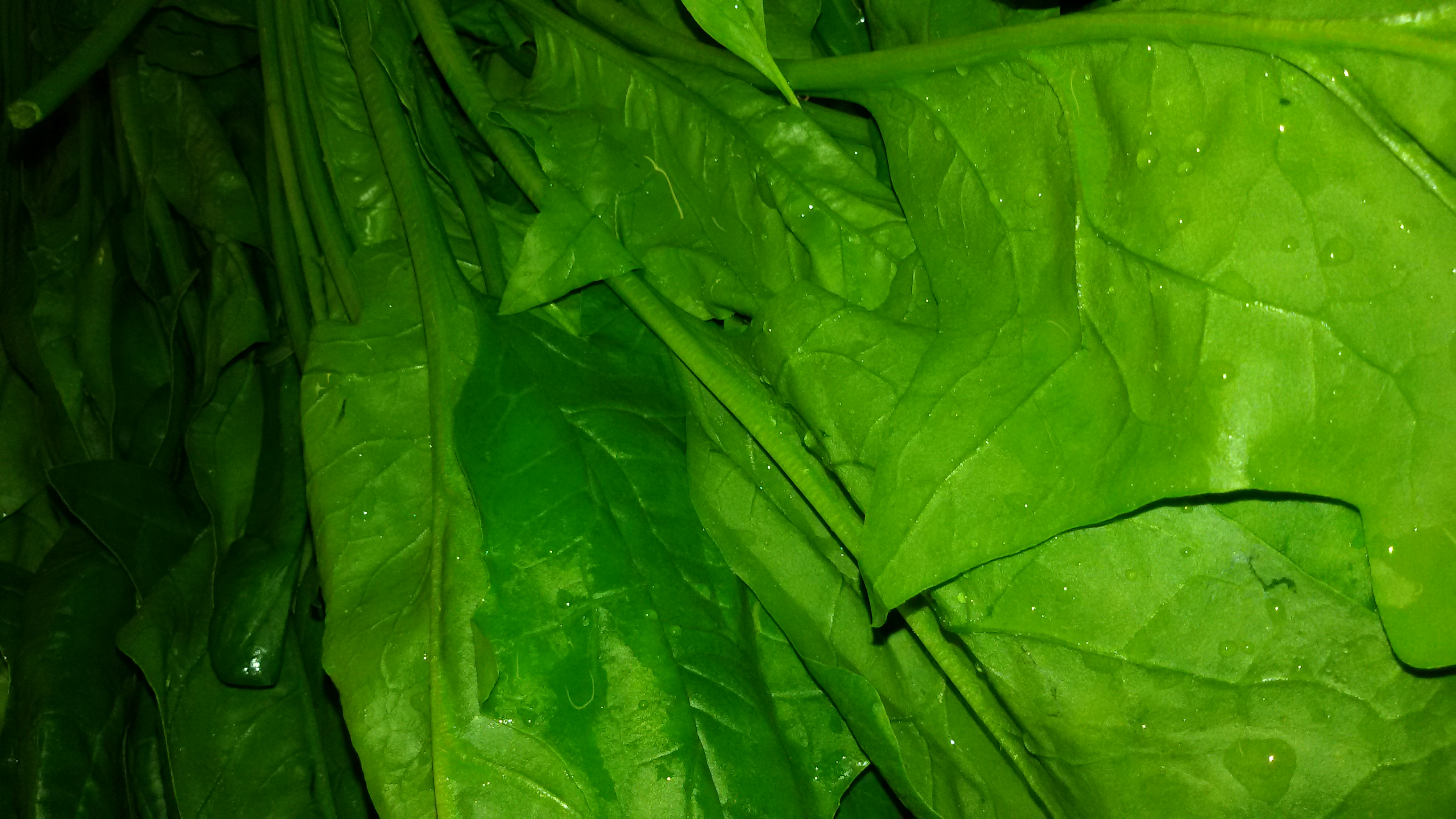 Rau bó xôi đà lạt 500gr