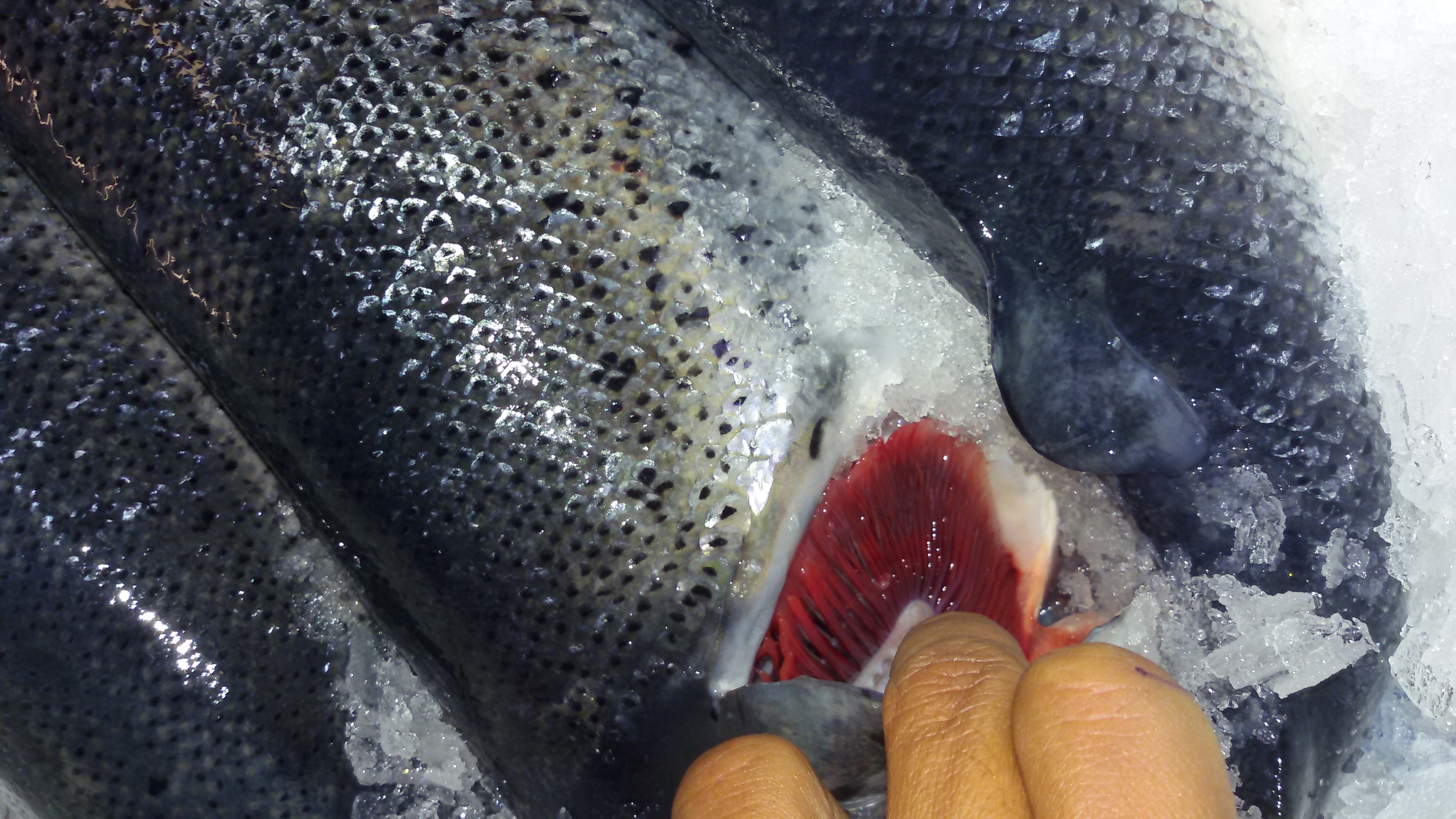 Cá hồi Na Uy NK (kg)