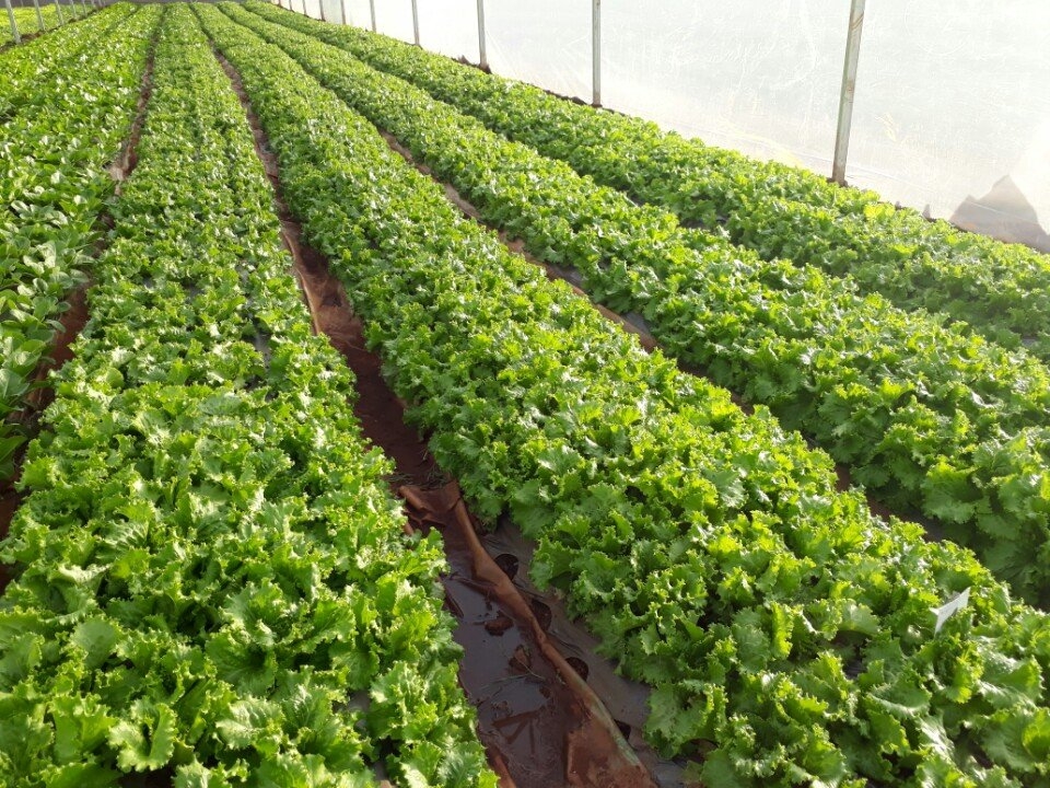 Xà lách xoăn xanh đà lạt 300gr