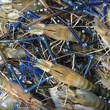 Tôm càng sống  ( kg)