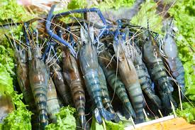 Tôm càng sống  ( kg)